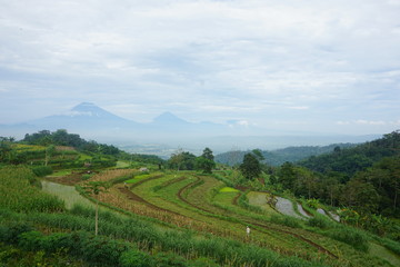 Fototapeta na wymiar views of green rice fields on the hill