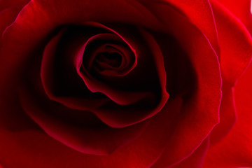 Beautiful bud velvet red rose flower close up. Flower macro background