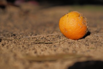 orange fallen in a garden