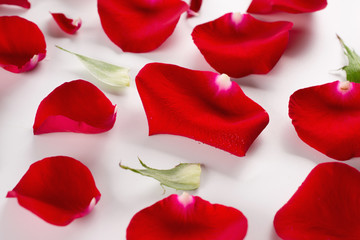 Velvet red rose petals on white background. Top view
