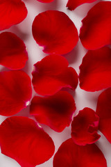 Velvet red rose petals on white background. Top view