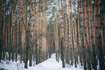 Winter photo of a wood with pine trees. Natural image from the spruce forest. Snowy weather.