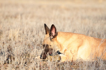 Dog with a ball of breed Belgian Shepherd Malinois in the spring grass