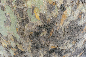 Italy, Rome, a close up of a tree