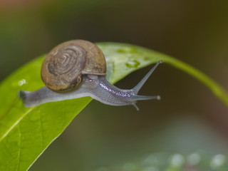 a Snail clombing on green leaf with nature blurred background.
