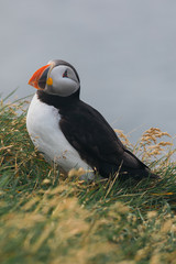 Arctic Puffin in a cliff in Iceland - 253250356