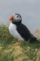 Arctic Puffin in a cliff in Iceland - 253250379