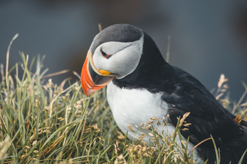 Arctic Puffin in a cliff in Iceland - 253250503