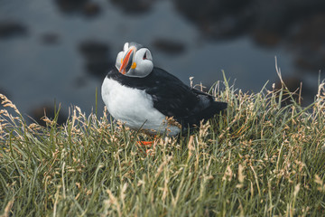 Arctic Puffin in a cliff in Iceland - 253250542
