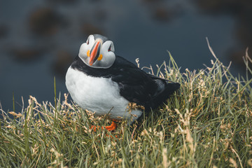 Arctic Puffin in a cliff in Iceland - 253250561