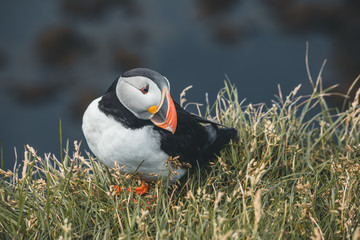 Arctic Puffin in a cliff in Iceland - 253250578