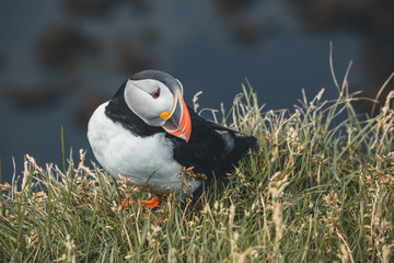 Arctic Puffin in a cliff in Iceland - 253250597