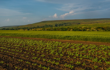 Green sprouts crop. Spring field of green sunflower sprouts. Agricultural grounds.
