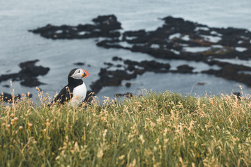 Arctic Puffin in a cliff in Iceland - 253250769