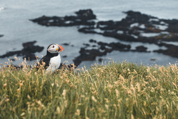 Arctic Puffin in a cliff in Iceland - 253250775