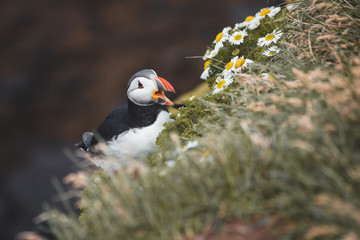 Arctic Puffin in a cliff in Iceland - 253250920