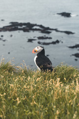Arctic Puffin in a cliff in Iceland - 253250928