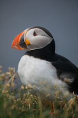 Arctic Puffin in a cliff in Iceland - 253250967