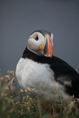 Arctic Puffin in a cliff in Iceland - 253250979