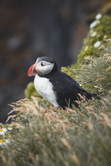 Arctic Puffin in a cliff in Iceland - 253251101