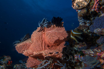 big gorgonia diving indonesia