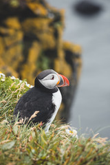 Arctic Puffin in a cliff in Iceland - 253251134
