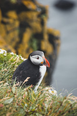 Arctic Puffin in a cliff in Iceland - 253251141