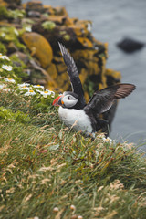 Arctic Puffin in a cliff in Iceland - 253251169
