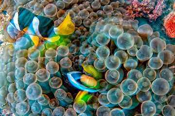 twist move effect Clown fish inside red anemone in Malduve