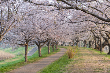  タイトル	早朝の桜並木の道