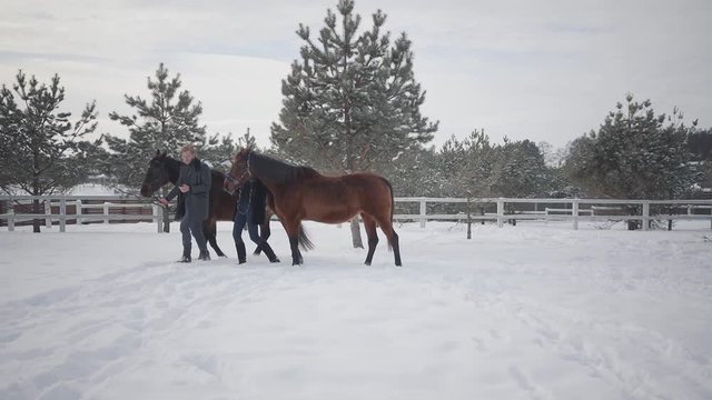 Man and woman leading two brown horses talking at the snow winter ranch. Happy positive couple spend time outdoors at farm. Concept of horse breeding. Slow motion.