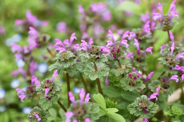 "Henbit deadnettle" is a weed with flowers in spring.