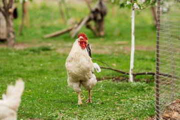 beautiful cock walking on the grass in a village or a farm