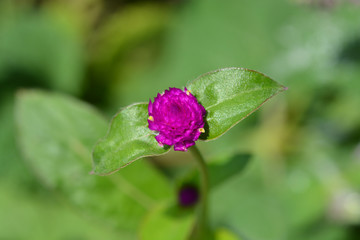 Globe amaranth Violacea