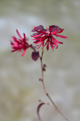 Chinese fringe flower Ever Red