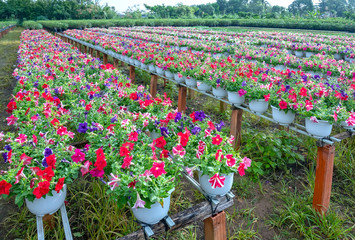 Garden petunias bloom in the sunny garden in the morning waiting for customer shipments for indoor decoration on the occasion of Lunar New Year