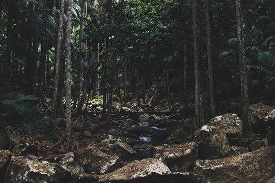 Mt Tambourine