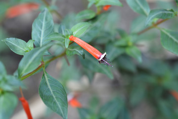 Cigar flower