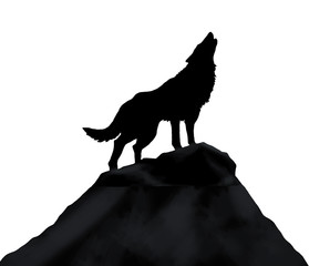 black silhouette of a wolf © murat