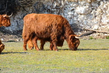 Vache - Highland