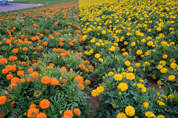 Close up shot of orange and yellow African Marigold