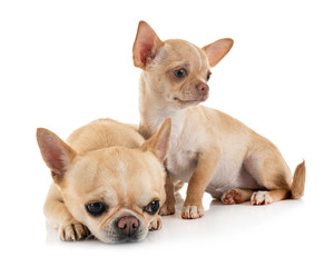 chihuahuas in studio
