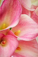 Obraz na płótnie Canvas Pink calla lily