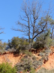 Colorado Provençal