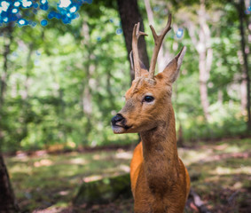 deer in the forest