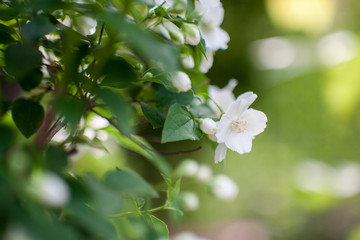 jasmine bush blossoming