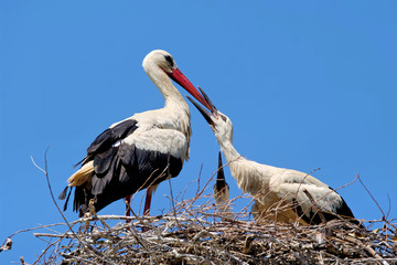 Weißstorch füttert Jungvogel