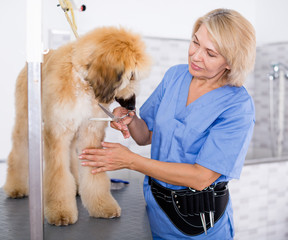 woman hairdresser cuts Afghan puppy Shepherd in beauty salon for animals