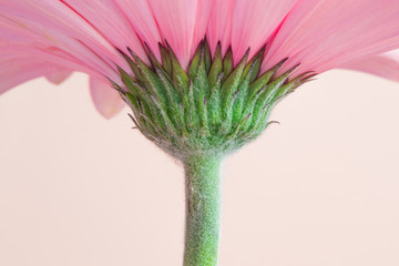 Pink gerbera flower with green stalk