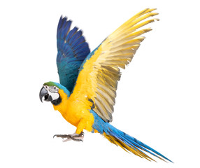 ara ararauna in studio © cynoclub